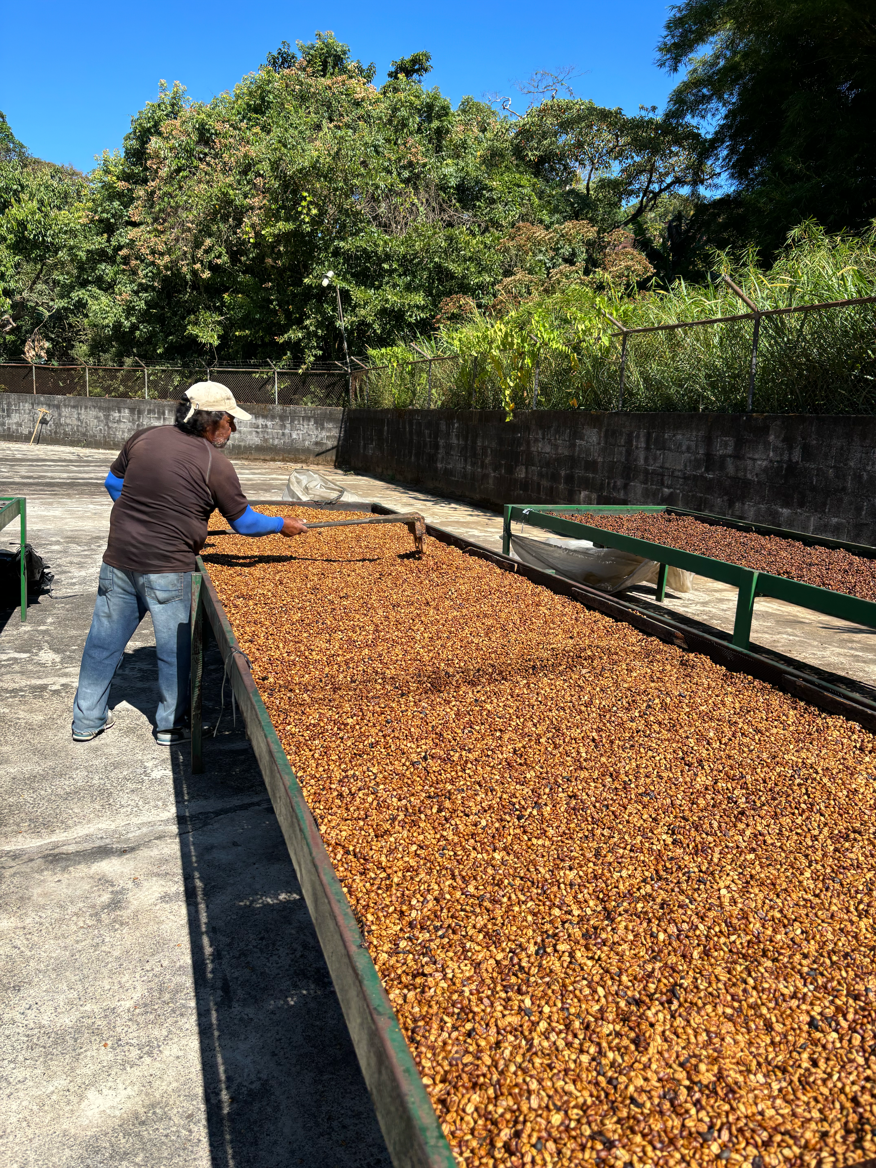 Vista general de las operaciones de procesamiento de caf&eacute; en la finca